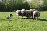 BORDER COLLIE - MOUTONS 090